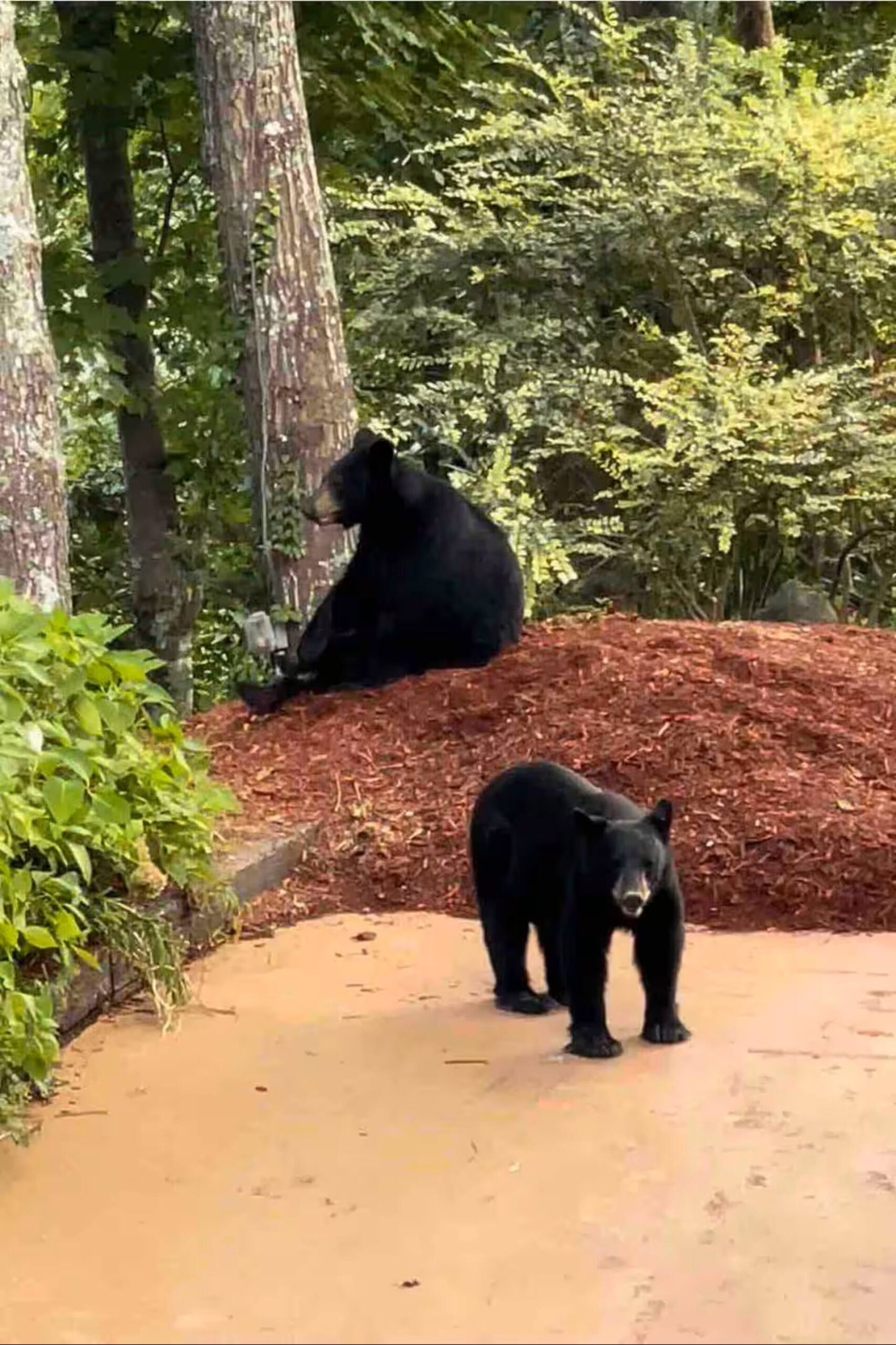 Black bears visiting the cabin